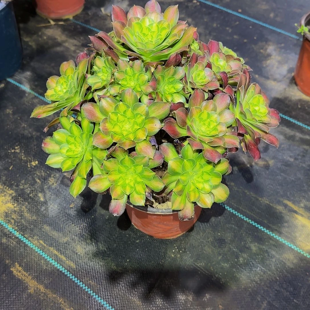 多肉植物绍华老庄