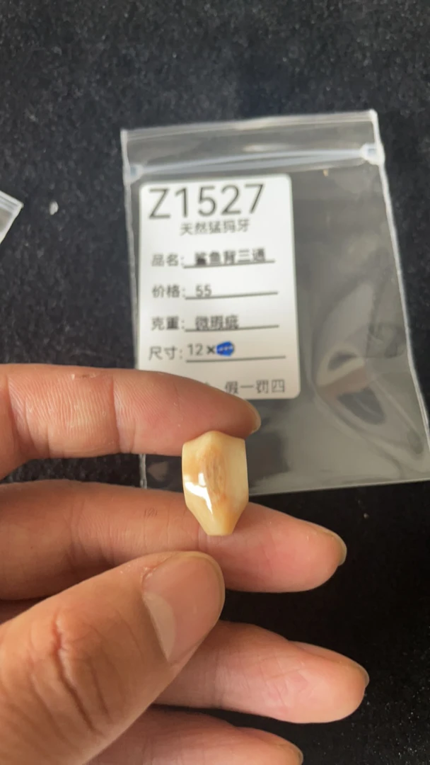 Z1527天然猛犸牙鲨鱼背配饰三通皮裂微瑕疵