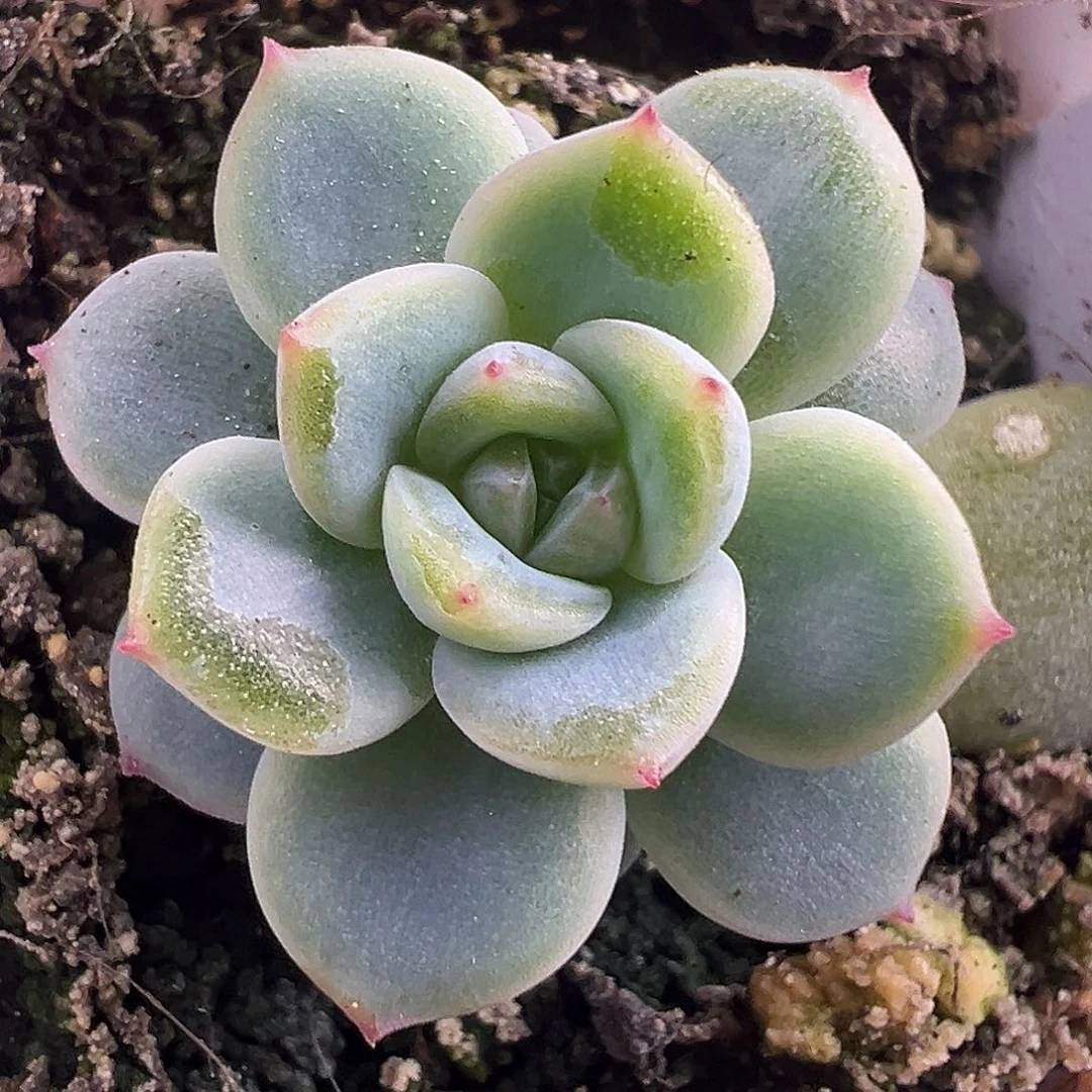 新品白心西米露。