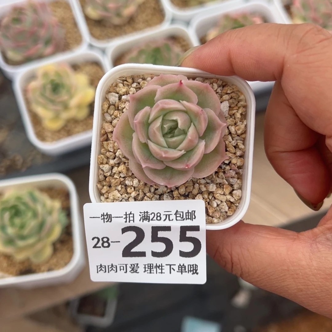 水晶虾饺多肉多肉多肉多肉多肉
