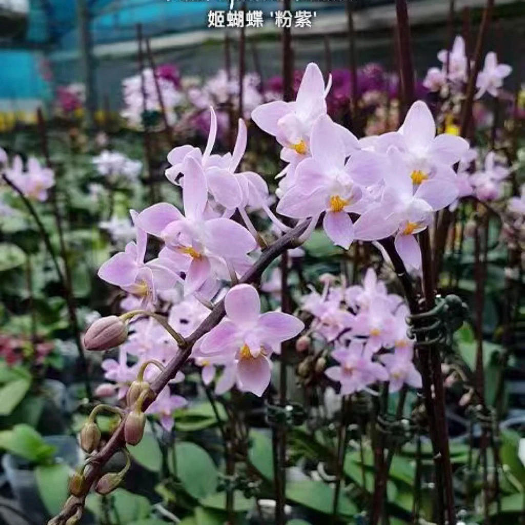 花农杰哥原生种蝴蝶兰直播专用 粉紫eq