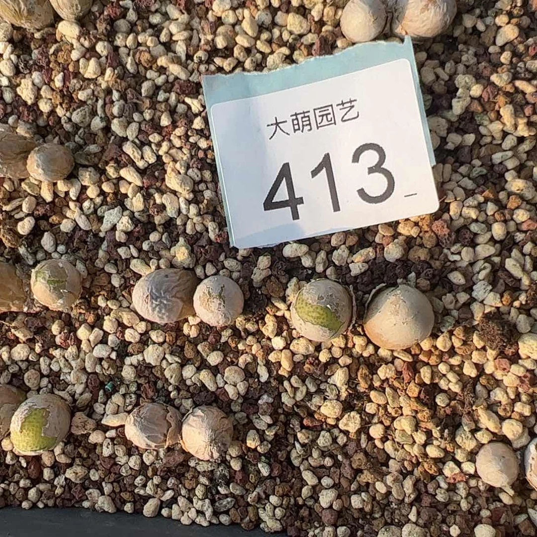 0000413量拍母本双头玉米1颗