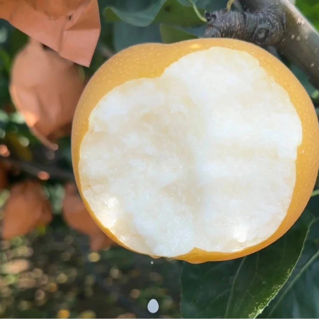 当季精选正宗山东秋月梨8颗礼盒装 新鲜发货脆甜多汁【顺丰京东】