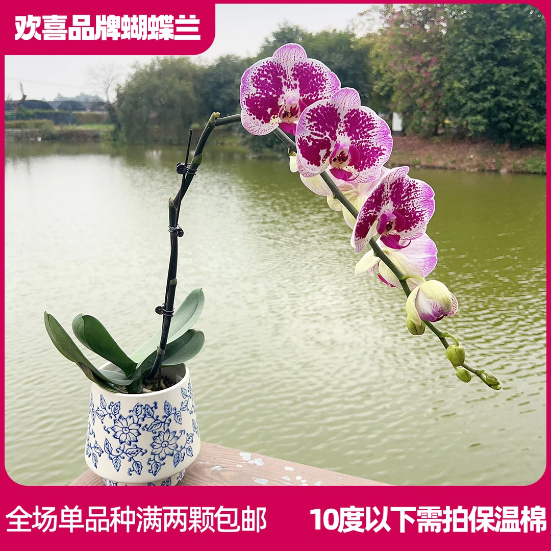 【繁花】蝴蝶兰室内绿植鲜花高级礼品