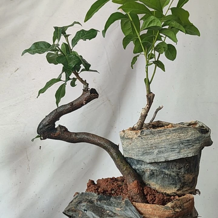 完全开放金弹子长寿逸源红