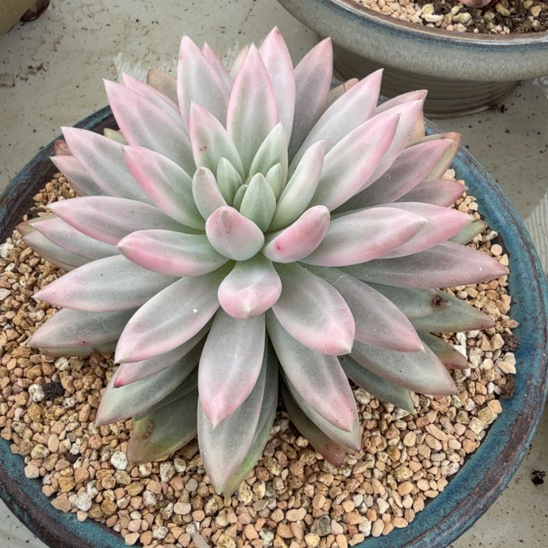 红蜻蜓 安吉园艺锦锦