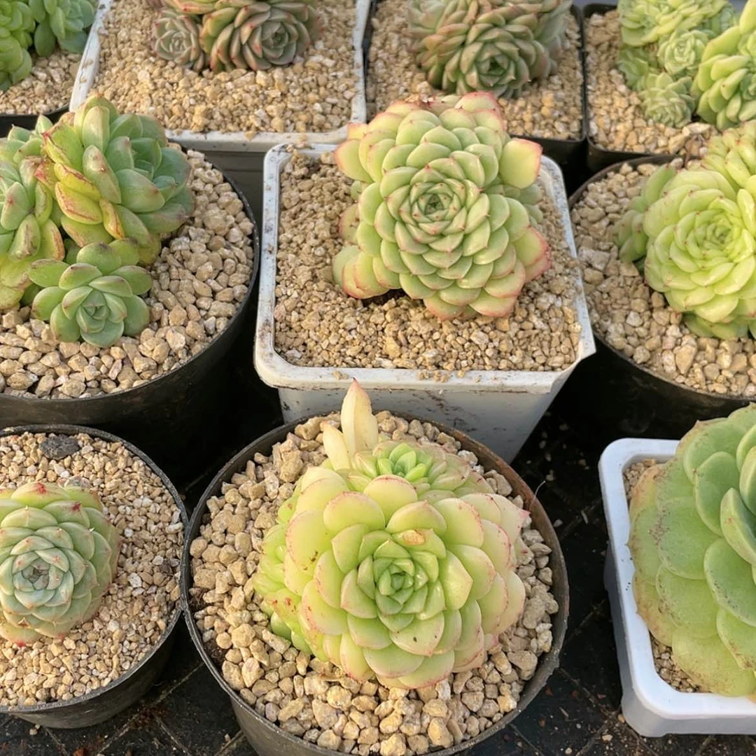 【闪购商品】大*_大海专拍