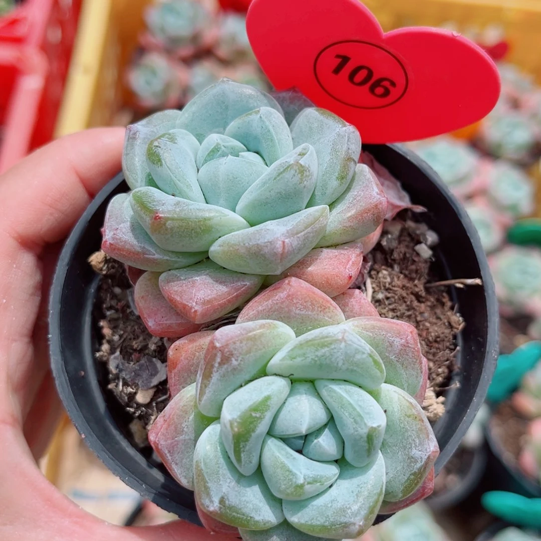 风靡园艺老桩冰玉双头