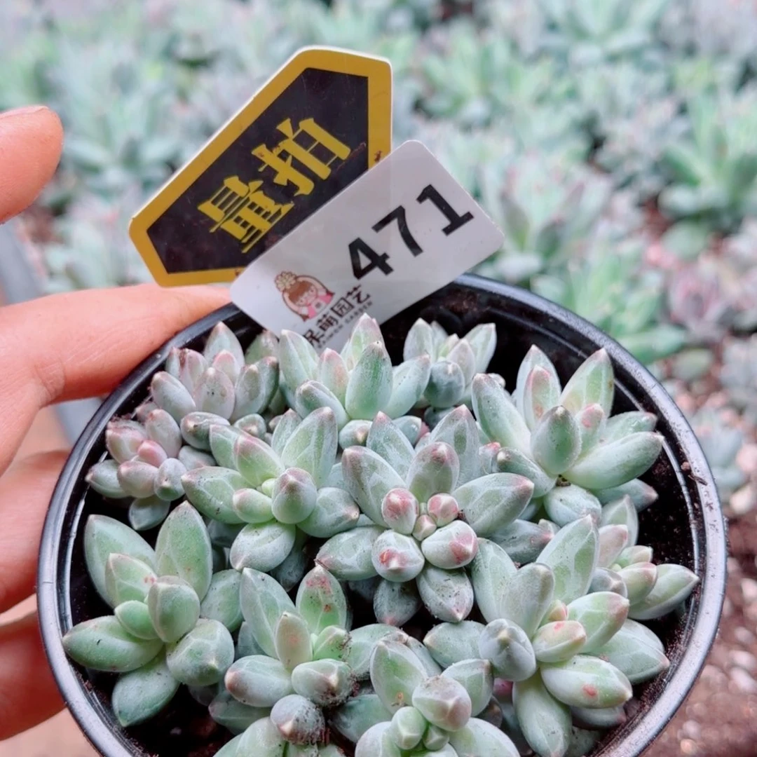 多肉植物多肉植物