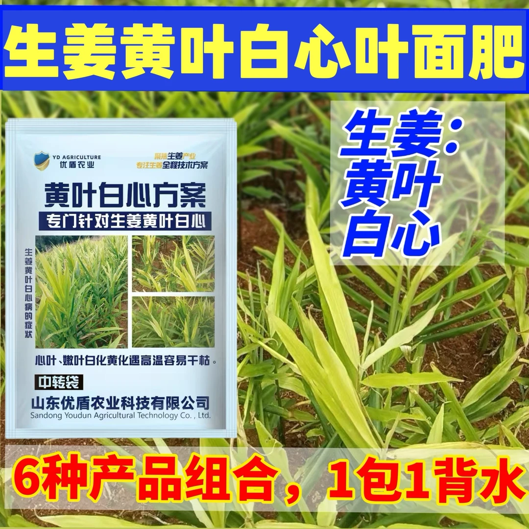 优盾农业生姜白心黄叶生姜黄叶白心