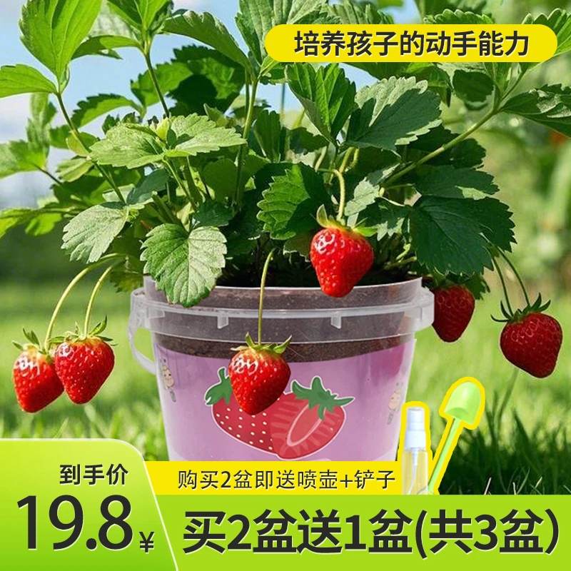草莓种植桶蔬菜玩具diy种子套装苗盆栽庭院阳台四季种植