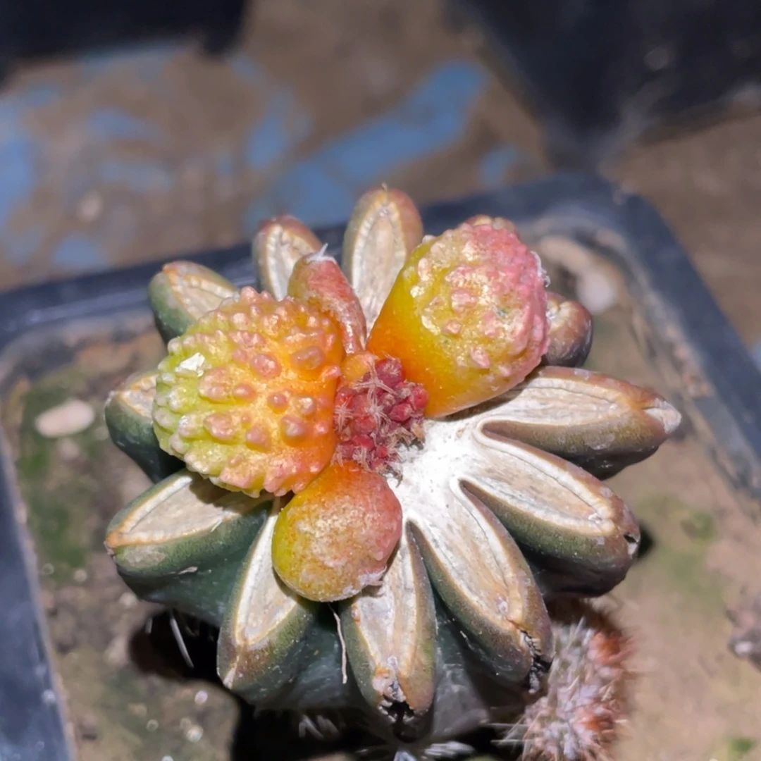 无花朵仙人球开花015