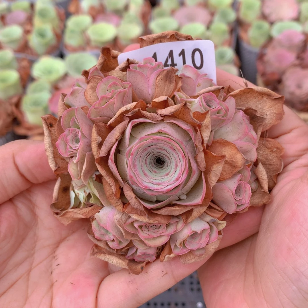 1410会掉侧芽不售后水蜜桃