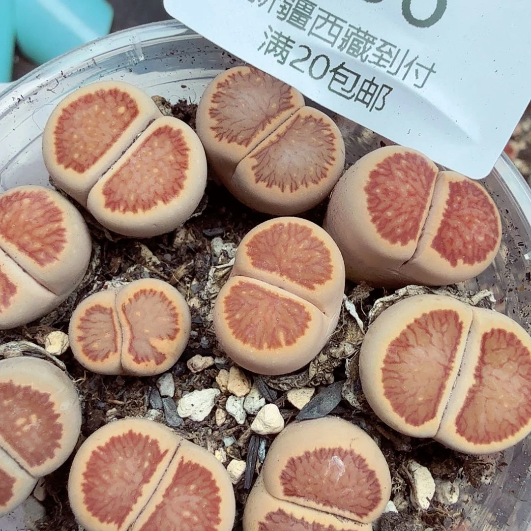 是不是很喜欢这个风格哟106