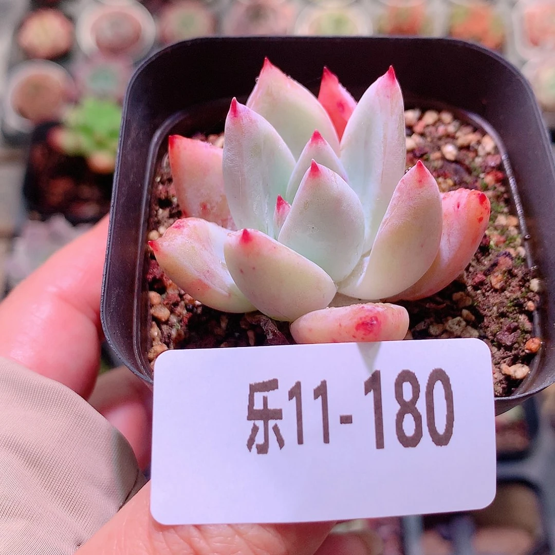 乐然11-180 粉巨人