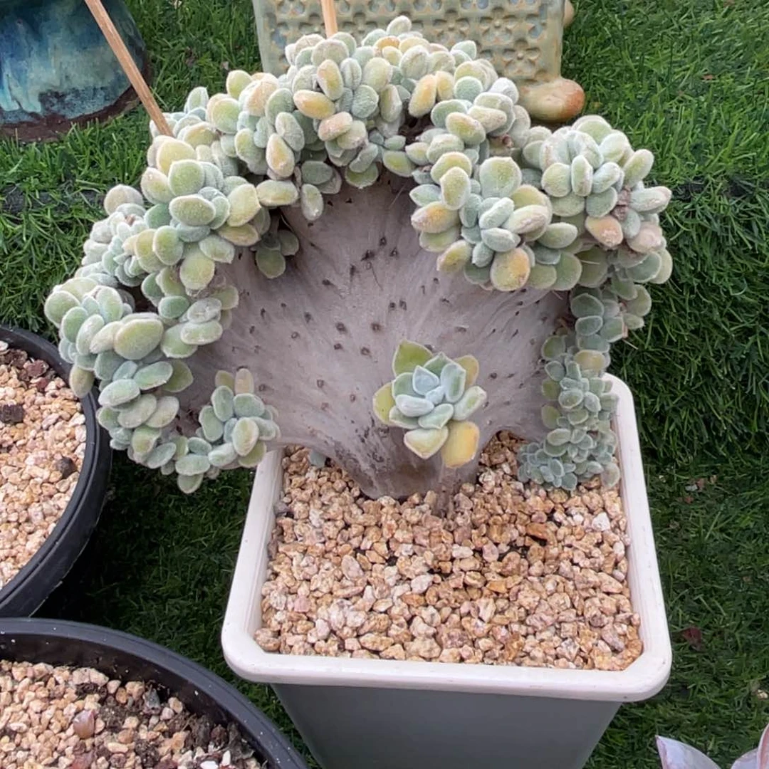 你最珍贵姐姐雪晃星小树