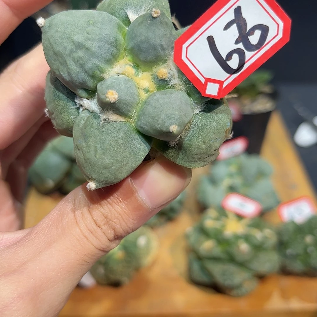 66号自根福利怒涛