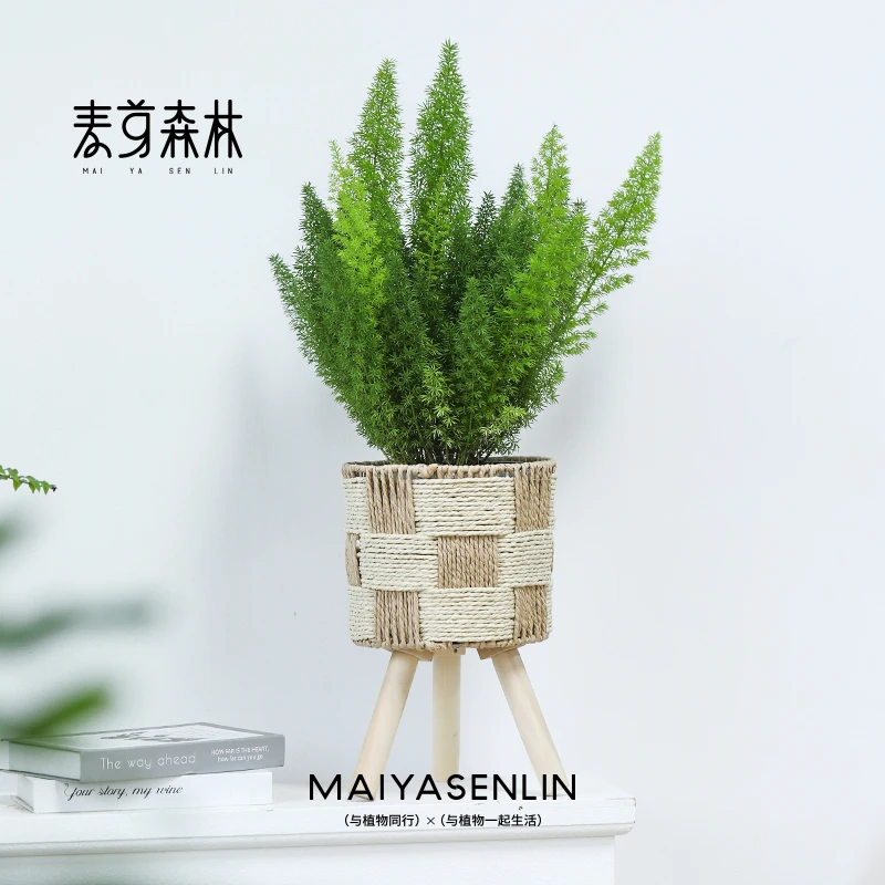 狐尾天门冬盆栽大苗室内外阳台庭院四季常青耐热九尾狐真花卉植物