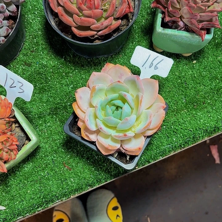 星***雨丽娟花卉风橙单头