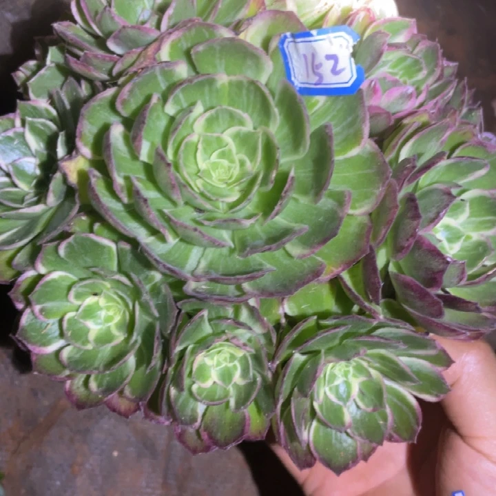 152，万彩灯法师锦锦