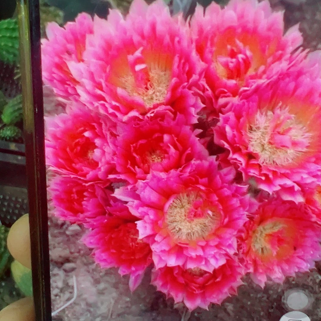 史蒂夫 侧芽 满20包邮