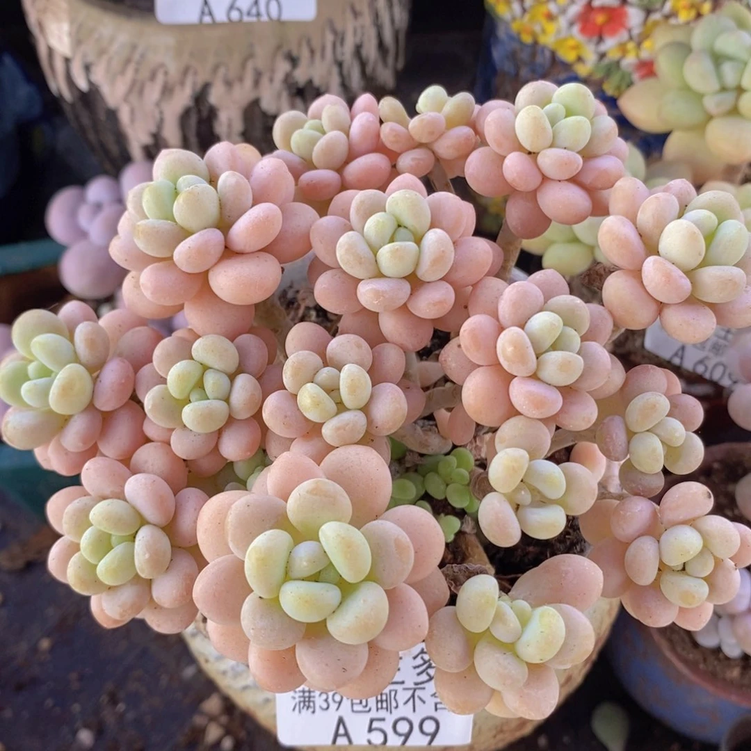 洛可可12cm599多肉植物