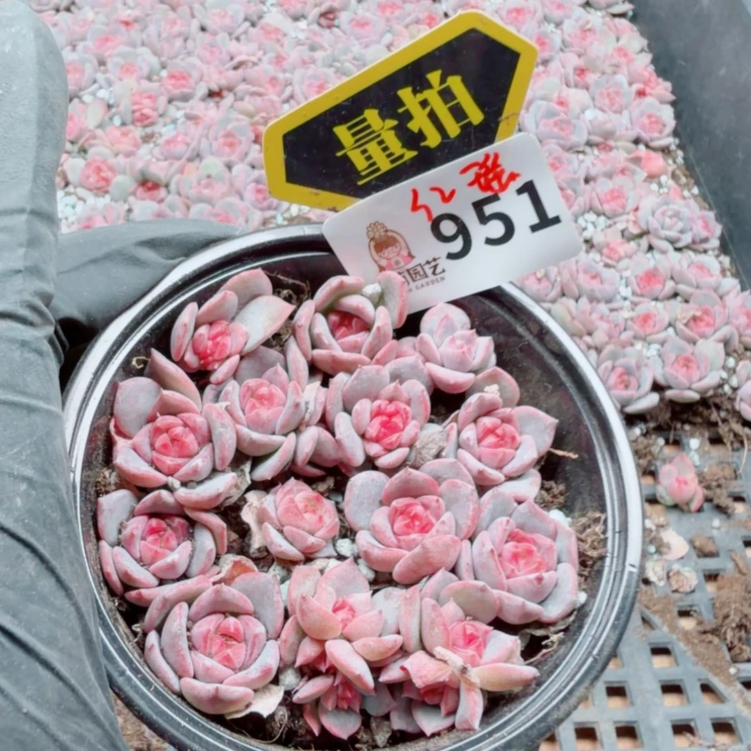 多肉植物多肉植物