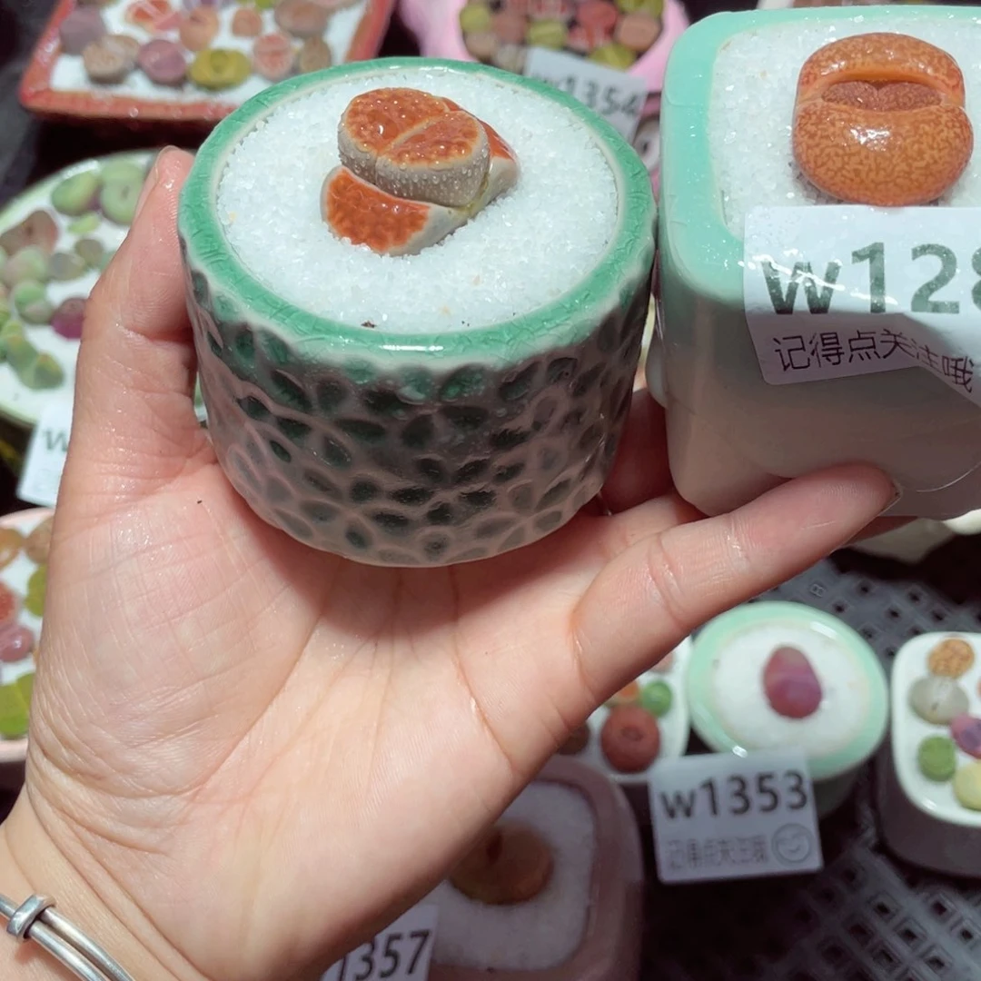 桃***芙w1286 带盆土发货-零下地区拍保温箱