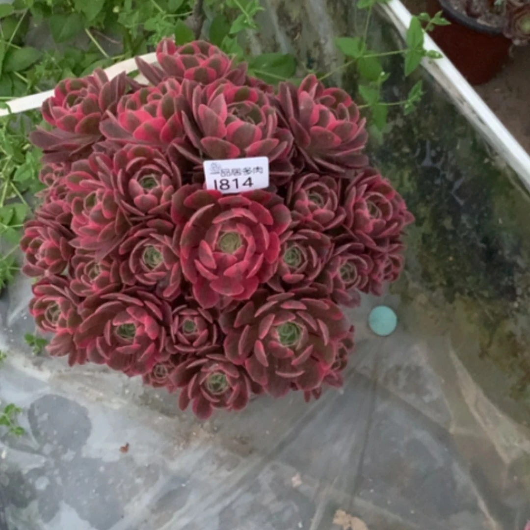 【闪购商品】空调房西边初恋朵朵814