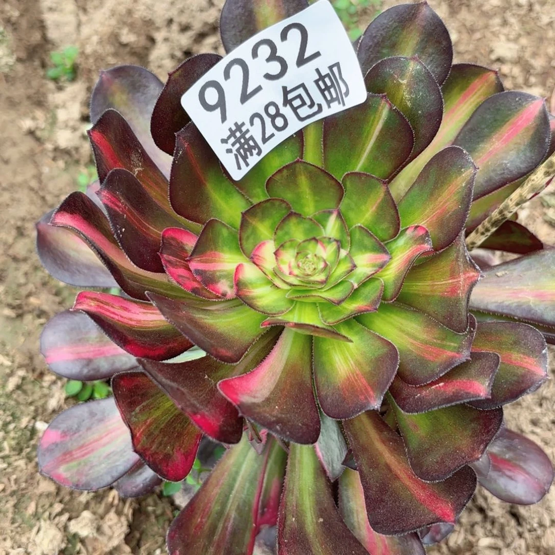 M 9232 花蝴蝶多肉植物