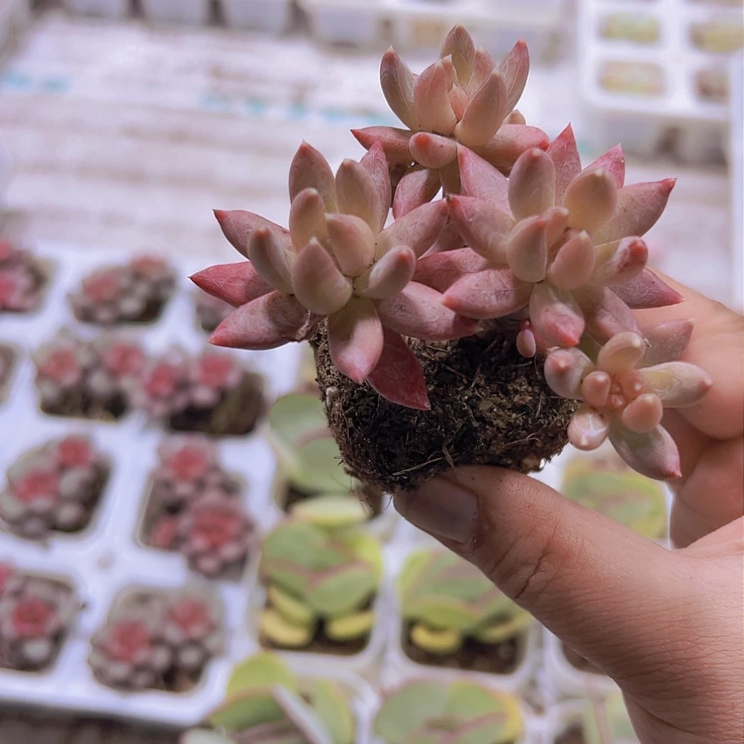 老桩炫彩星19包邮