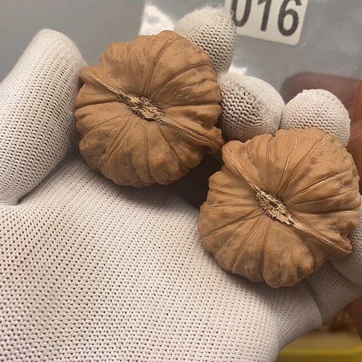 老树南瓜墩头货45*46*34