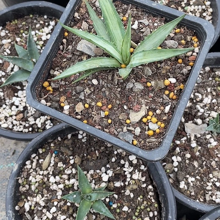 侯***哥无花朵龙舌兰绿色植物