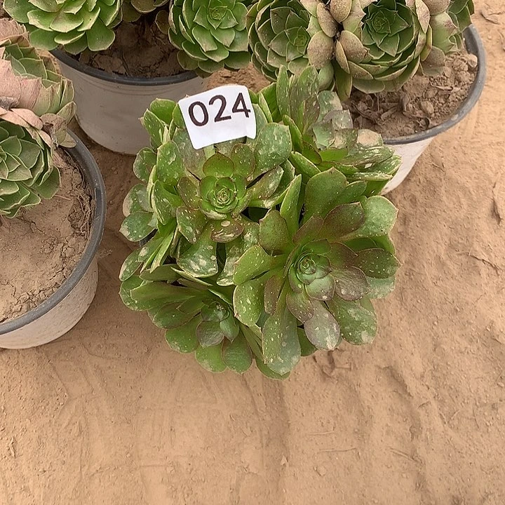 无花朵024万拉丝多肉量拍北