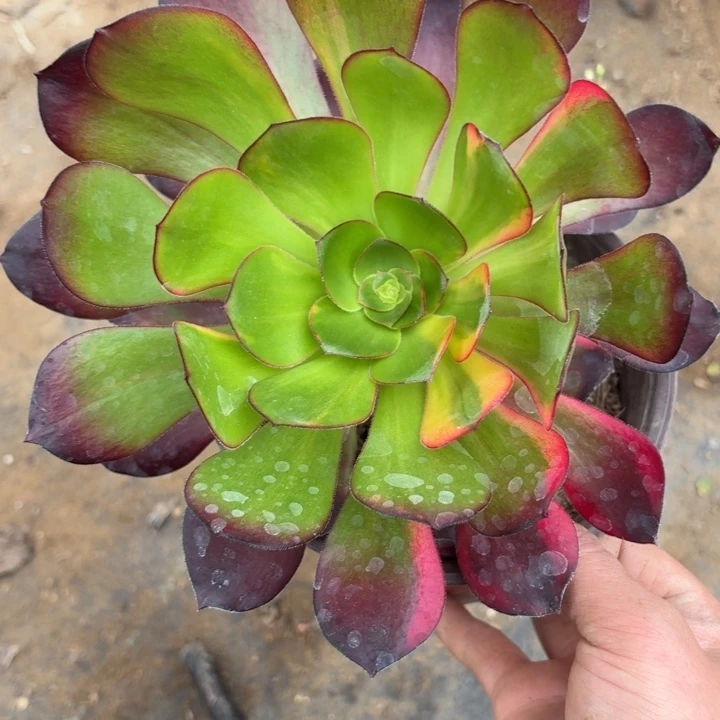 一物一拍巫毒花脸219