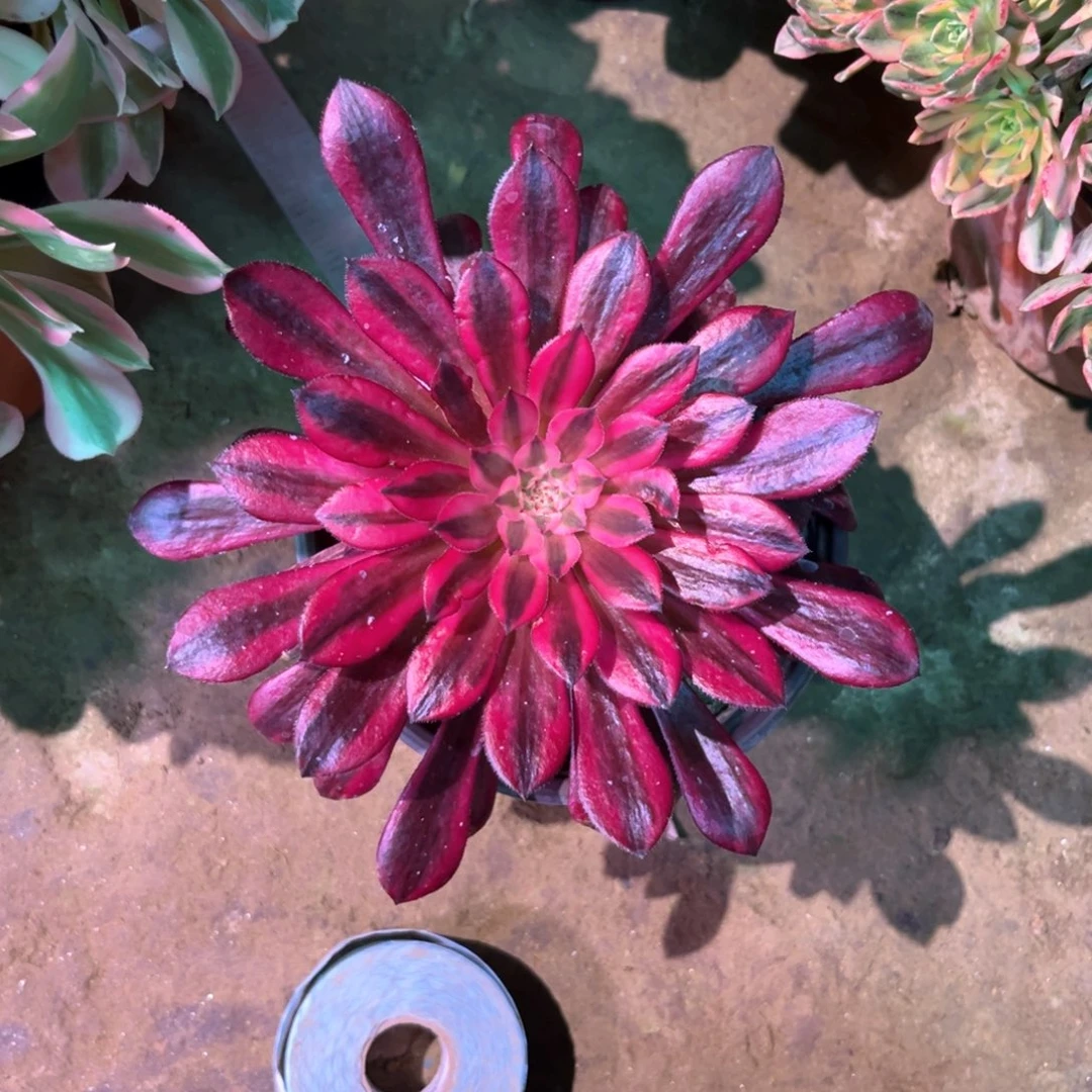 单***。多肉植物黑铜白639