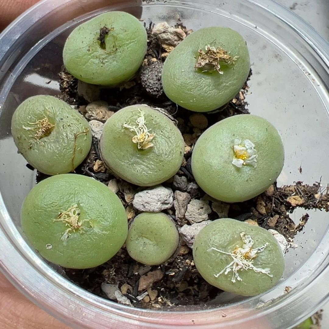 【闪购商品】 886。