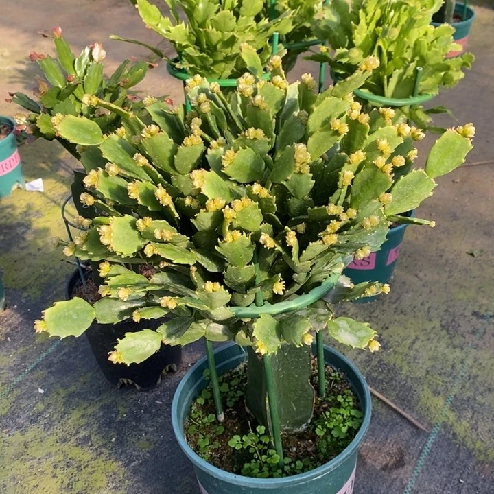 当前无花栽培后可以开花?*宝992嫁接028