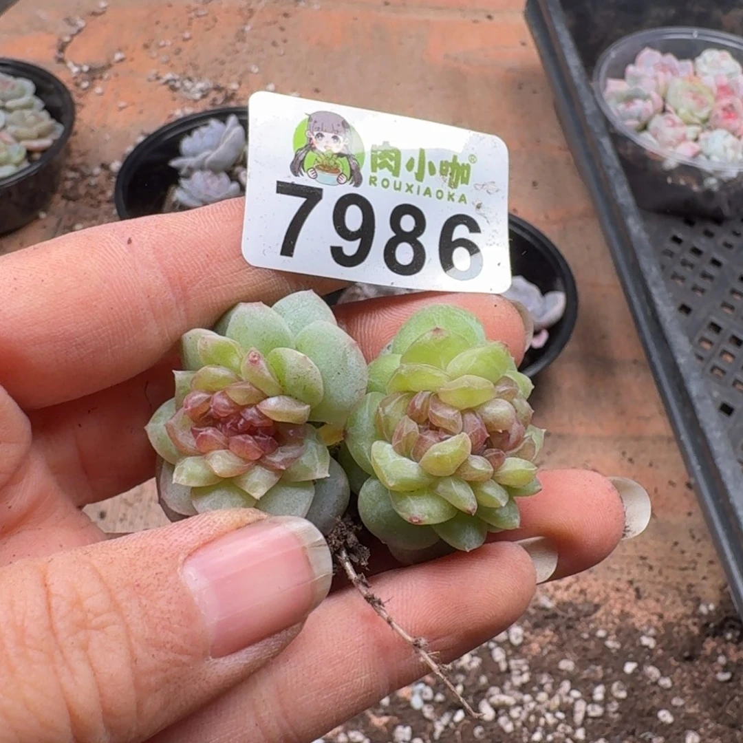 暖****多肉植物多肉植物