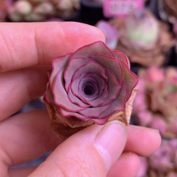 一物一拍蕾丝茉莉020