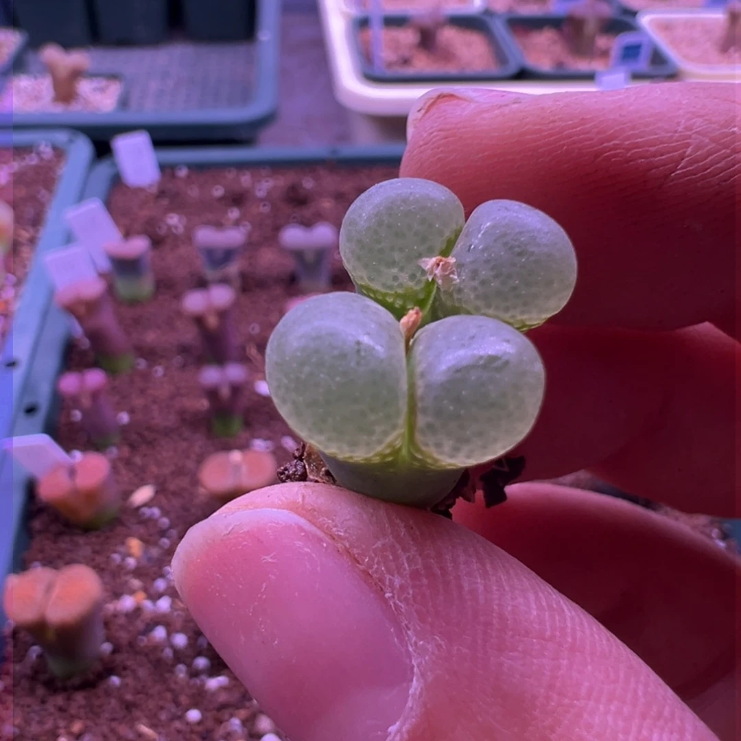 239。1453.9樱花母本