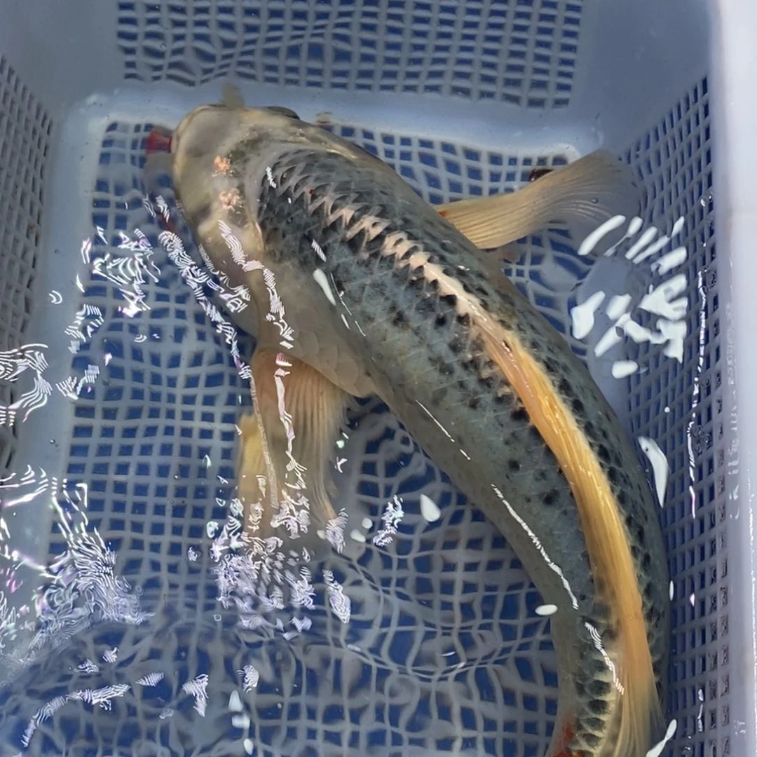 锦鲤冷水锦鲤包邮