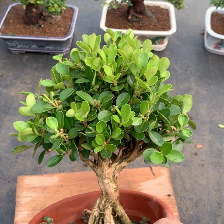 不开花植物瓜子黄杨一盆