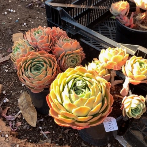 阳****孩1065桃花坞多肉