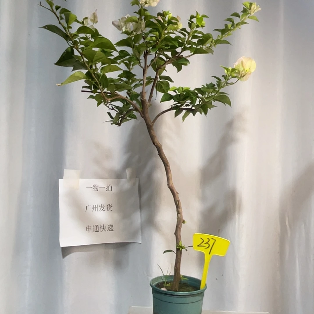 当前无花栽培后可以开花237绿樱扦插
