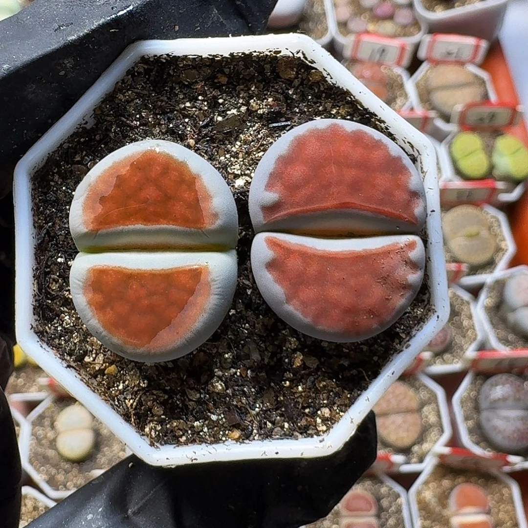 生石花23:：：。  63