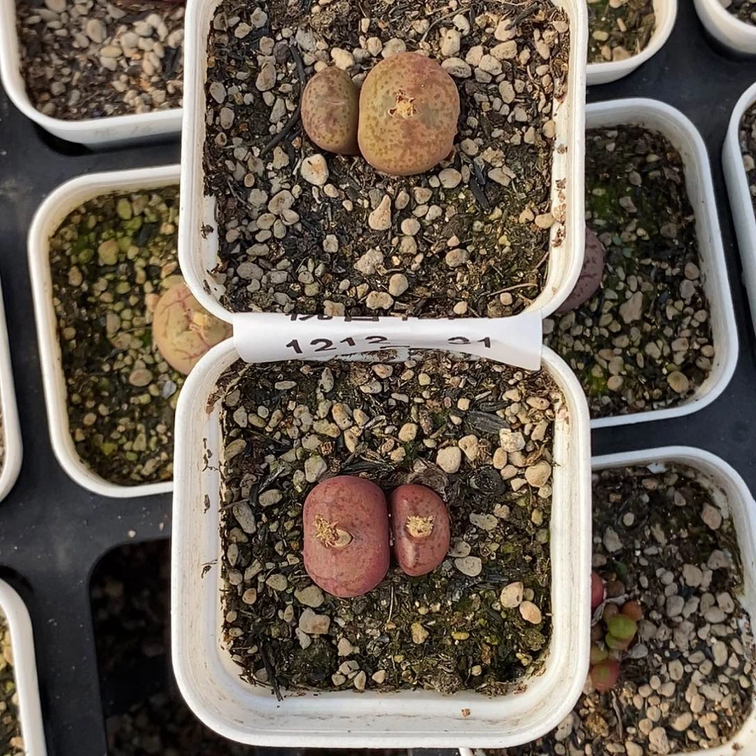 1212-31-杂交俩脱土。