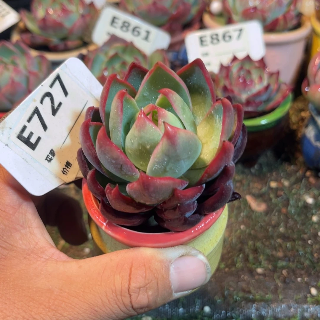 惊鸿一瞥727岁小