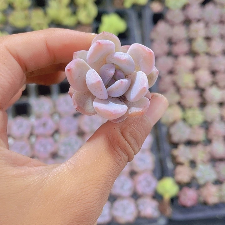 精品红石多肉植物