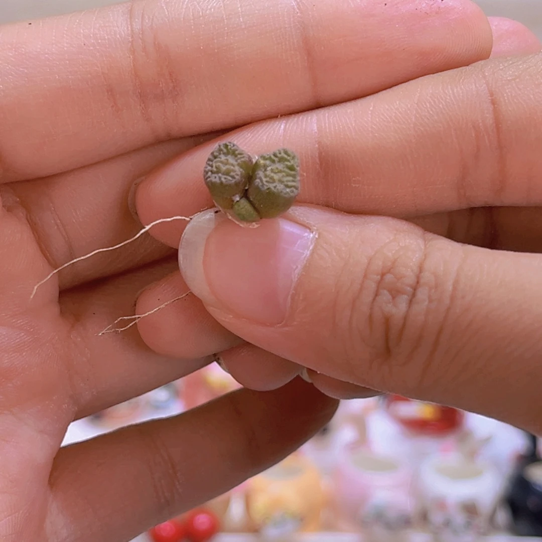 098烧卖带土包邮